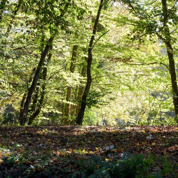 Olot.- Font de la Moixina. Es una zona de reserva integral d'interès geobotànic amb varietat de flora i fauna (6/1996)