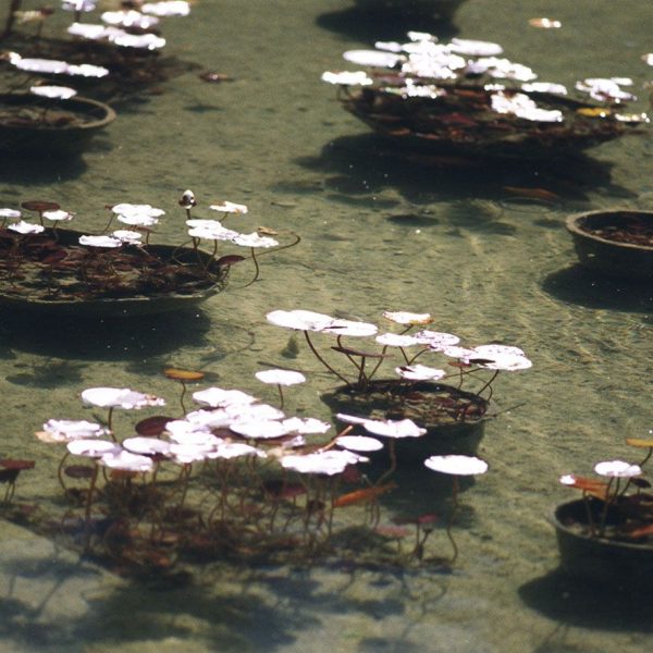 Lleida.- Camps Elisis del S. XX. Parc urbà a l'estil dels jardins francesos propers als ideals Versallescs o del romanticisme anglès (6/2000)